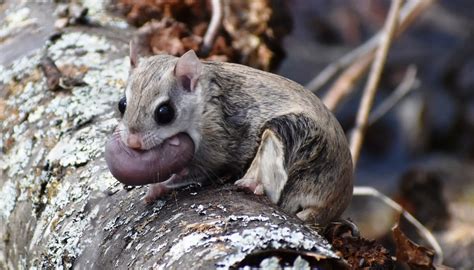 fun flying squirrel facts  kids