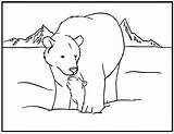 Bear Polar Coloring Pages Sheets Christmas Cub Kids Colouring Printable Template sketch template