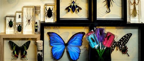 entomology evolution store