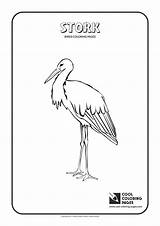 Stork Bird sketch template