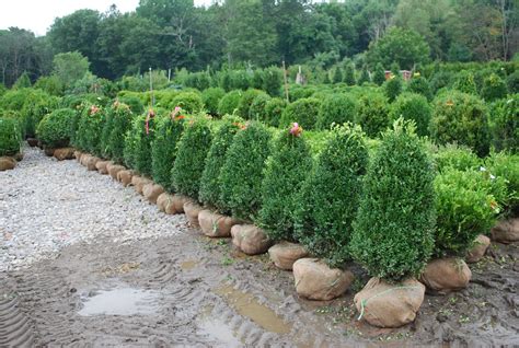 buxus semperivirens  ft green mountain boxwood broadleaf evergreen evergreen shrubs green