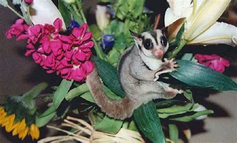 prevent  minimize  sugar glider health problems  recognizing  early