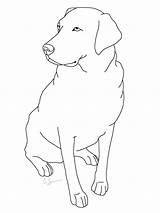 Lab Labrador Coloring Dog Pages Retriever Drawing Chocolate Yellow Clipart Puppy Dogs Getdrawings Printable Print Getcolorings Color Face Webstockreview Colorings sketch template