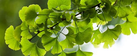 pflegeleichte baeume fuer den garten