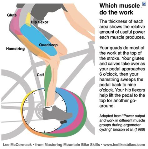 cycling muscles biking workout cycling workout
