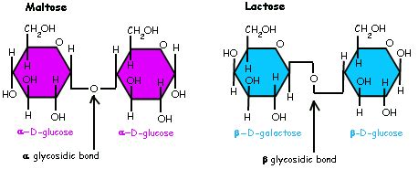 carbohydrates  types  glycosidic bonds   oligosaccharides