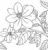 Arkansas Coloring Pages Getcolorings sketch template
