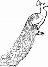Coloring Pages Tail Peacock Print Peregrine Ear sketch template