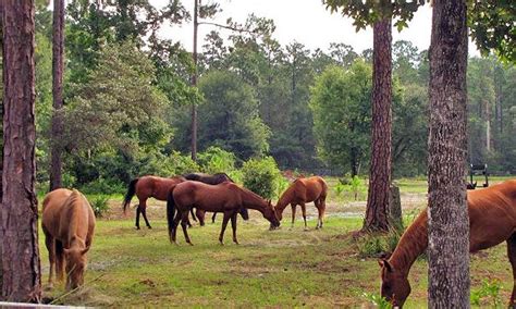 haven horse ranch visit st augustine