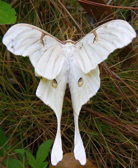 albino butterfly and moth in the gardening for butterflies birds and