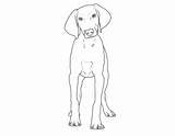 Weimaraner Hunde Ausdrucken Ausmalen Hund Hunderassen Malvorlagen sketch template