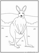 Kangaroo Animals Coloring Kb sketch template