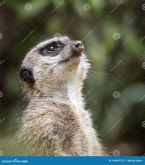 meerkat standing   upward   sky  sand   nose  snout close  photo