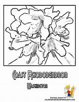 Coloring Rhododendron Washington State Flower Pages Usa Coast Drawing Sheets 792px 72kb Library Iowa Popular Comments Worksheets sketch template