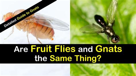 drain gnats  fruit flies  drain  primagemorg