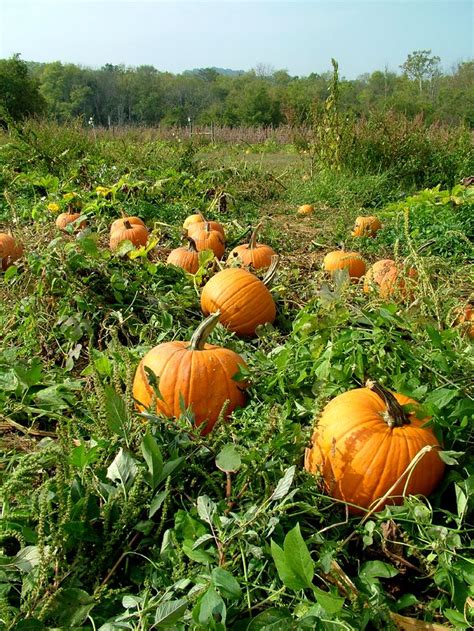 tips  growing pumpkins learn   plant  harvest pumpkin