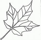 Traceable Leaf Coloring Patterns Leaves Pages Kids Popular sketch template