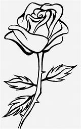 Rose Thorns Drawing Clipartmag sketch template
