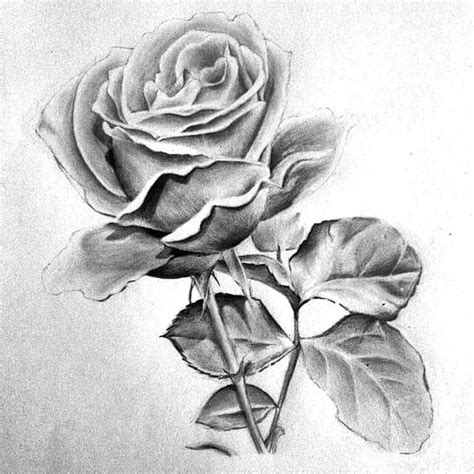 sketsa gambar bunga mawar harian nusantara