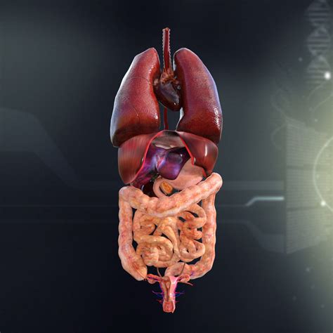human female internal organs anatomy  model cgtrader