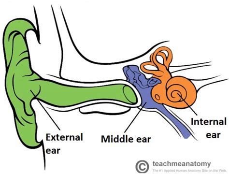 external ear structure function innervation teachmeanatomy