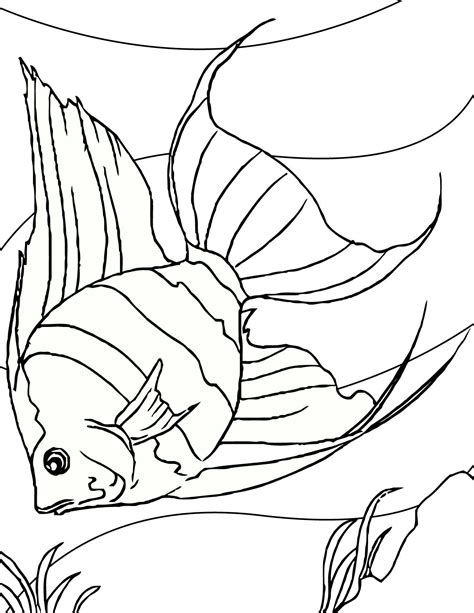 angel fish coloring page print  coloring pages drawing