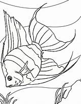 Angelfish Coloring Fish Angel Drawing Pages Print Kids sketch template