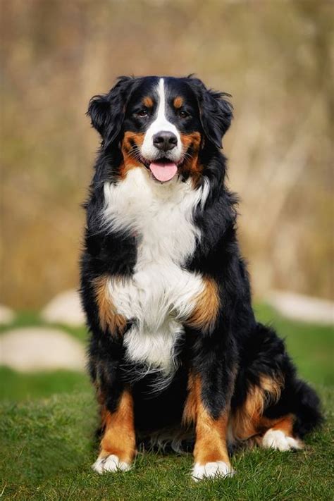 large dog breeds top big dogs list  pictures