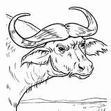 Buffalo Coloring Drawings 230px 27kb sketch template