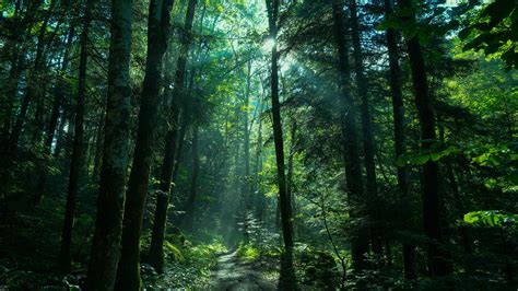 greenery forest nature path  sunbeam  hd nature wallpapers hd wallpapers id