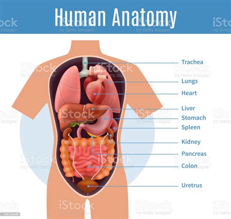 human body organs diagram anatomy realistic stock illustration