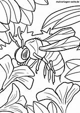 Biene Malvorlage Bienen Malvorlagen Ausmalen Kostenlose Insekten sketch template