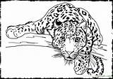 Coloring Pages Animal Realistic Wild Printable Detailed Animals Dog Awesome Color Adults Hound Getcolorings Print Getdrawings Colorings sketch template
