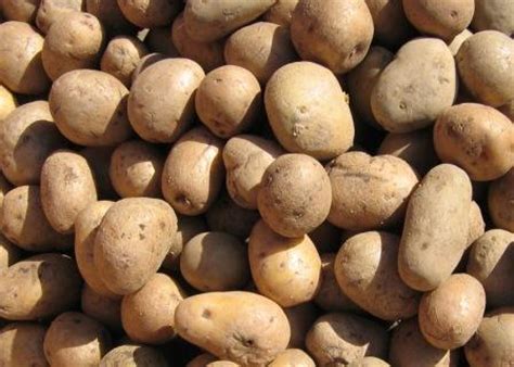genetic mystery  irish potato famine solved life science blog