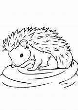 Hedgehog Igel Ausmalbilder Indiaparenting Malvorlagen sketch template