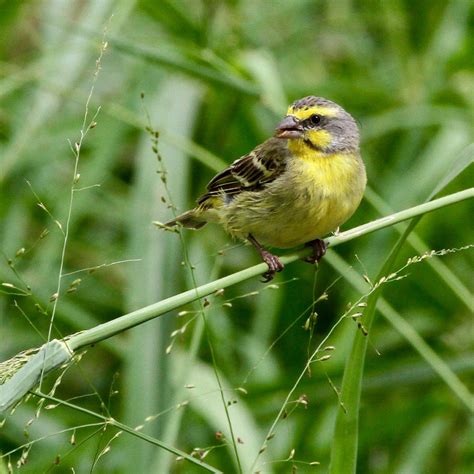 hawaii birding trails yellow fronted canary