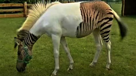 meet  adorable zebroid  mix   zebra   horse horse spirit