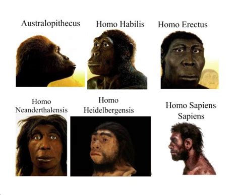 origen de la tierra evolucion de los primates  hominidos