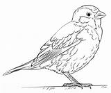 Sparrow House Coloring Drawing Pages Draw Kids Printable Sparrows Bird Drawings Tutorials Step Supercoloring Sketch Color Beginners Choose Board Crafts sketch template