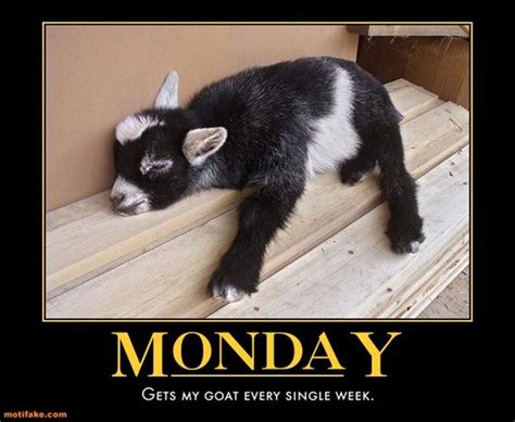 funny pictures about monday that help get you through monday snappy