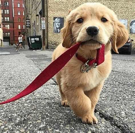 pictures   cutest golden retriever puppies