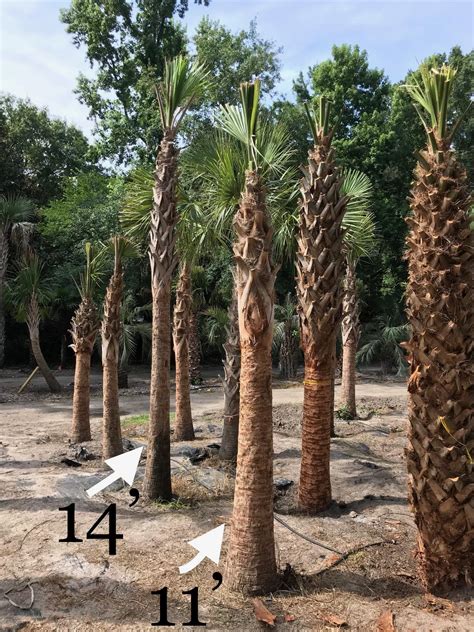 palmetto palm palm trees