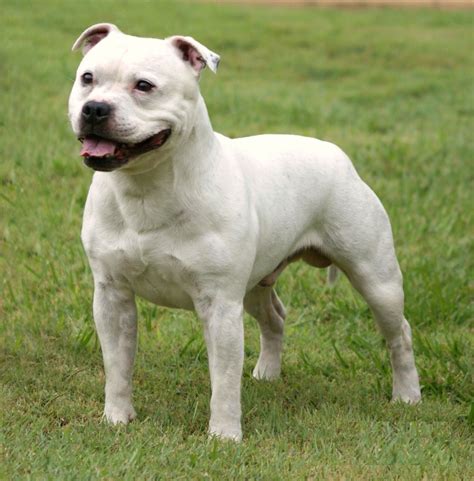 staffordshire bull terrier breed guide learn   staffordshire