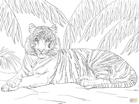tiger coloring pages  adults