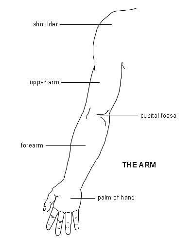 arm diagram patient