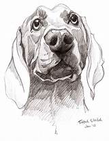 Dog Drawings Pencil Sketches Sketch Animal Drawing Dogs Shading Hayvan Puppy Eskizleri Sketching çizim Karakalem Pen çizimi Illustration Animals Perros sketch template