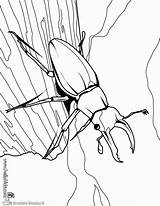 Bug Insekten Hellokids Insect Stag Insects Besouro Zum Desenho Bugs Malvorlage Insetos Kleurplaten Kleurplaat Duizendpoot Kreuzspinne Paginas Ausmalen sketch template