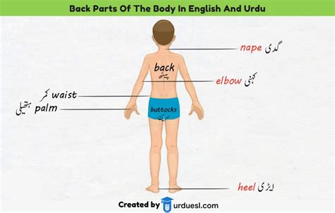 Parts Of Body Names In English And Urdu With Pictures