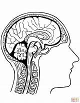 Cerebro Humano Imprimir sketch template