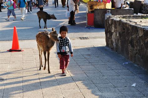 there s an island in japan miyajima where deer roam free by the